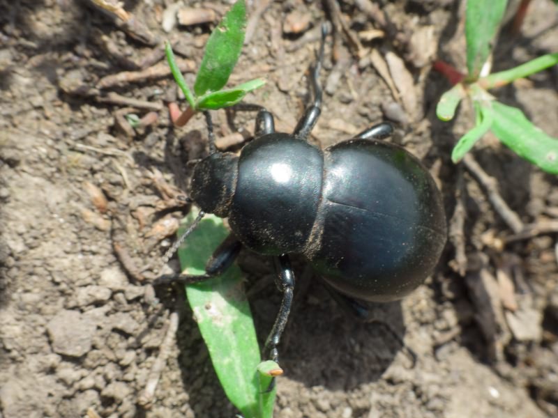 Gnaptor spinimanus (Pallas, 1781)